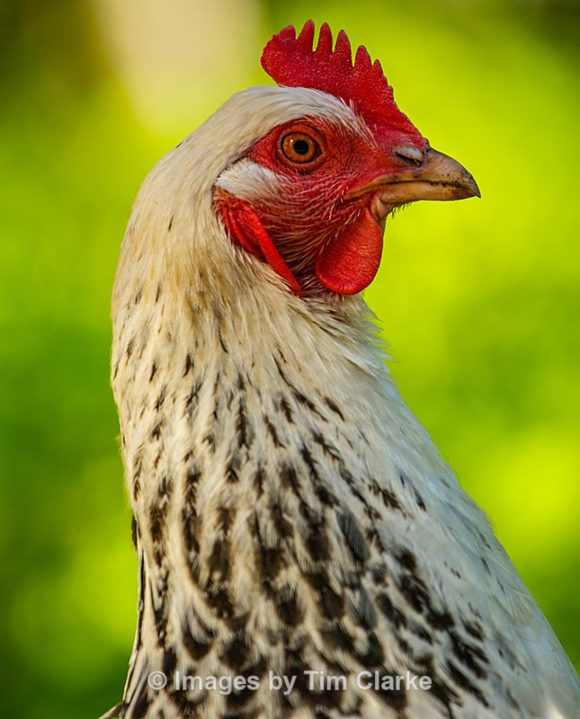 Sussex Chicken Portrait 9026422 - Wildlife