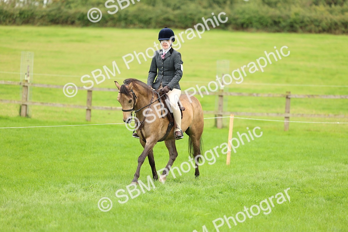 SBM_41838 - S32 - Mountain & Moorland Working Hunter Pony