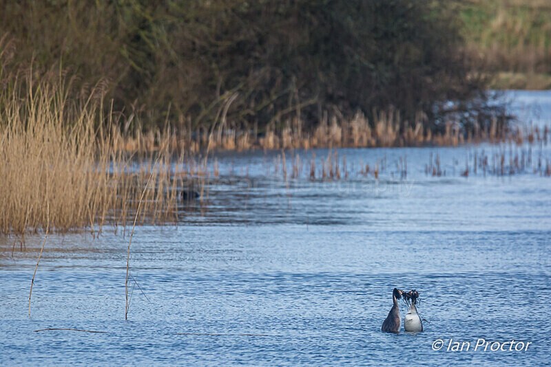 Courting Ritual 6 of 6 - Great Crested Grebes - Nature