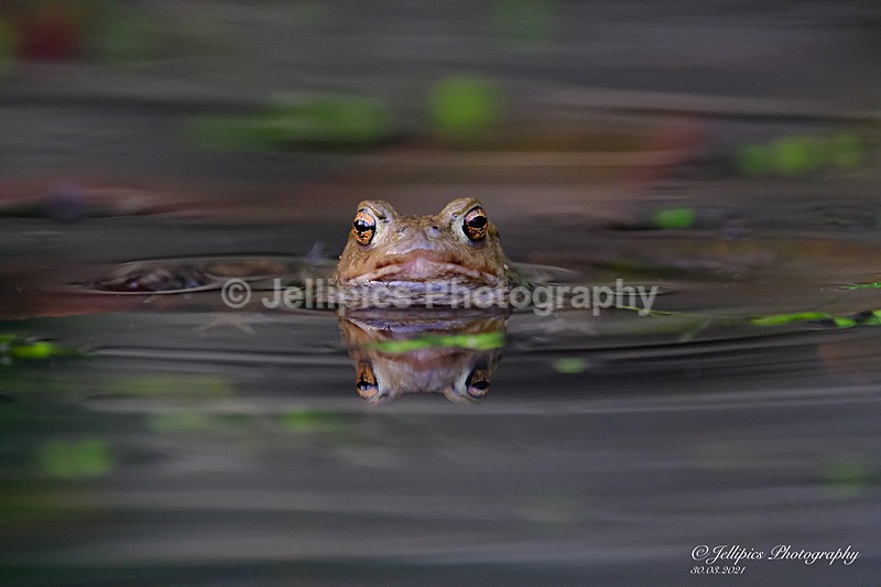  - Wildlife and Nature