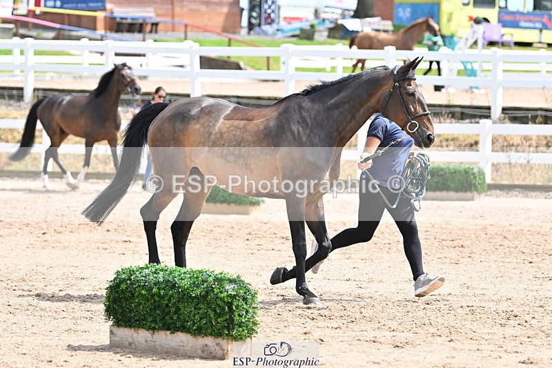 240717A-144637-02281 - Trot Up 2pm to 3pm - This folder is not in time order