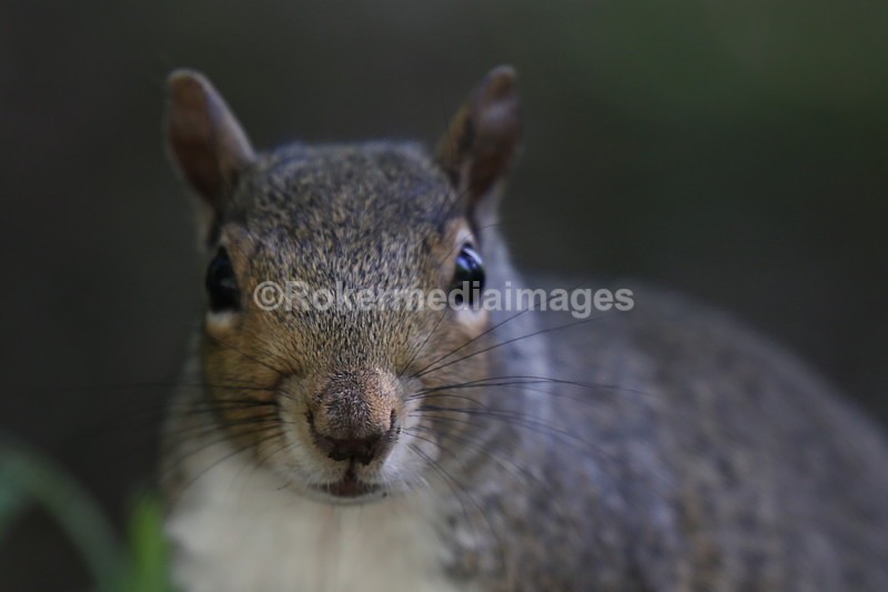 IMG_2799 - Wildlife