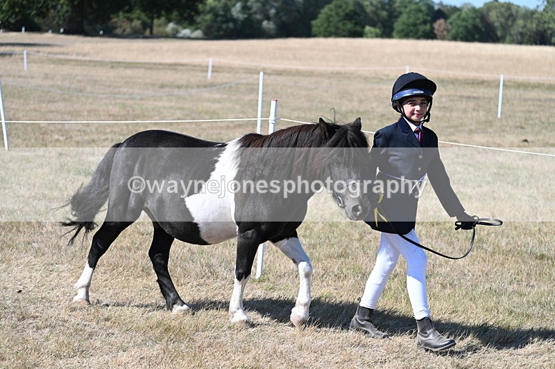 WJ7_1729 - Class 42 Most Handsome Gelding