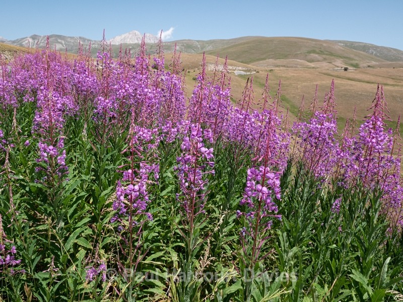 Rose-bay willowherb (Epilobium angustifolium)  - Flowers in the Landscape - 2