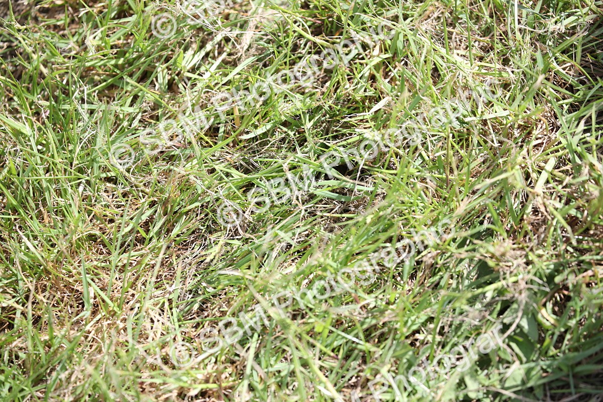 SBM_17506 - Class 208 - Senior Foxhunter 1.20m Open