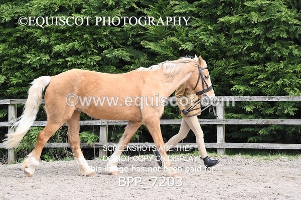 BPP_7203 - RING 1  (RIDDEN HORSES / IN HAND / VETERAN ETC)