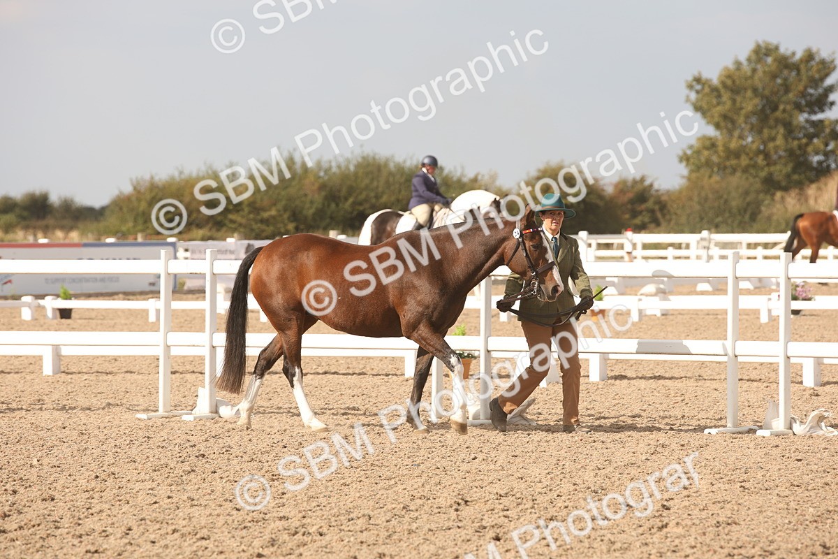 SBM_08135 - Class 27 - IH Competition Horse-Pony