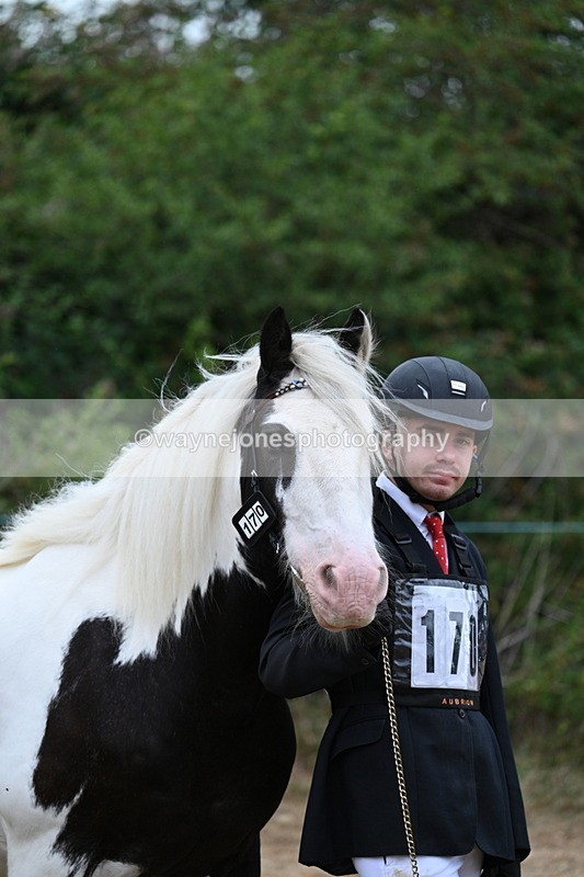 WJ7_9533 - Class 5 Most Handsome Gelding (up to 14.2hh)