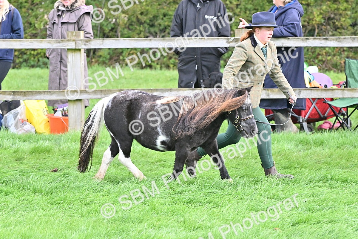 SBM_56933 - S45 - Coloured Pony In Hand