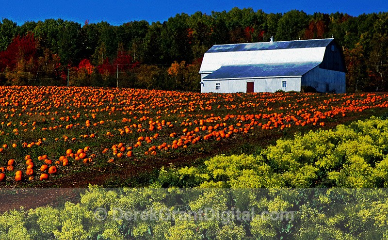 Pumpkins & Broccoli - Autumn Festival