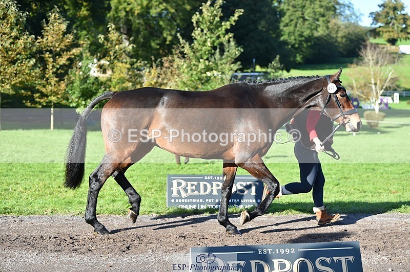 231022-104304-22688 - 496-HIGHDALE.AUTUMN.SUNRISE-Vicky.Stacey-TrotUp+SJ