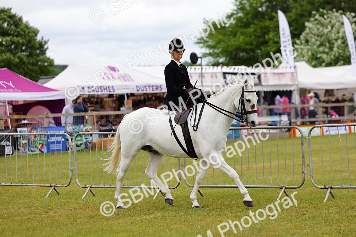 SBM_02714 - Class 9-11 Side Saddle including LIHS Rising Star Ladies Show Horse