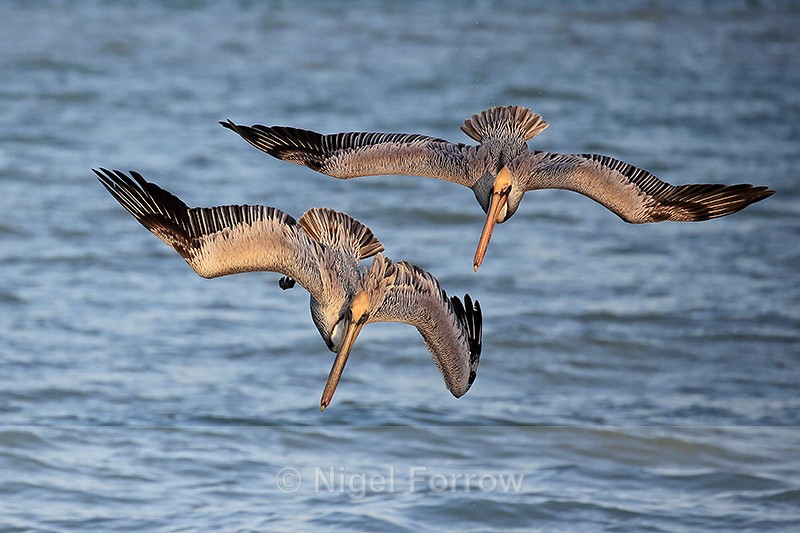 Two Brown Pelicans diving together, Sanibel Island, Florida - Brown Pelican