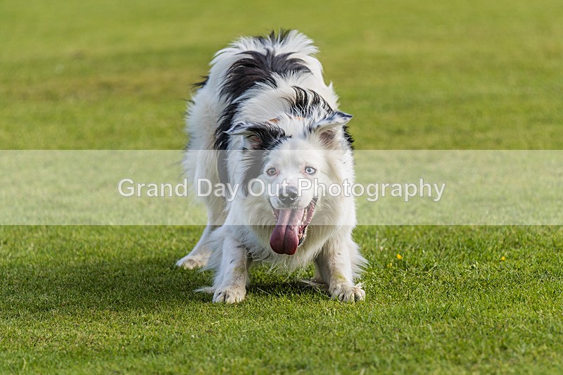 Round Latrigg-36 - Round Latrigg Fell Race Wednesday 12th June 2024