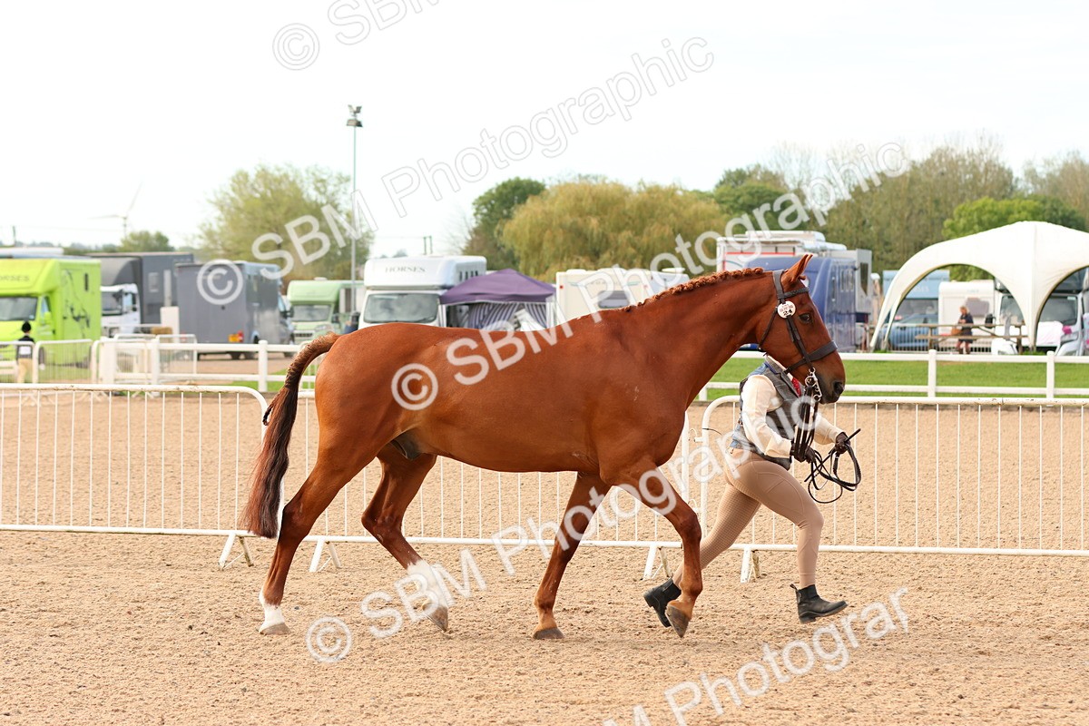 SBM_16595 - Class 702 - IH Show Horse - Pony