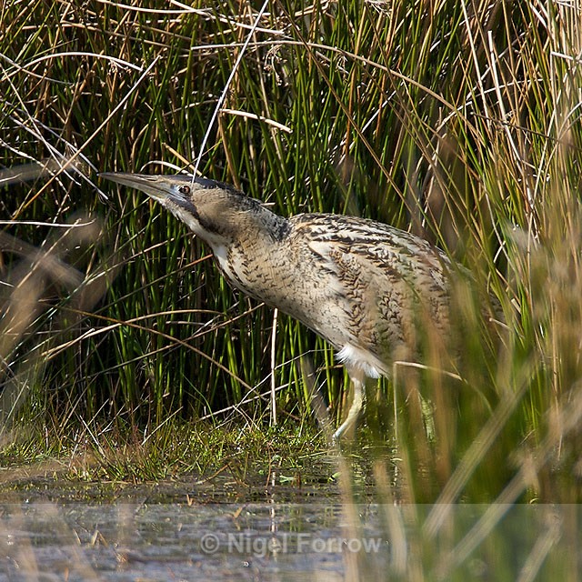 Bittern lurking in the reeds on Big Otmoor - Bittern