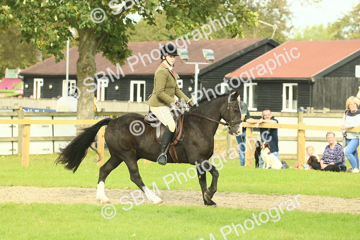 SBM_68220 - S58 - Mini Show Cob Ridden