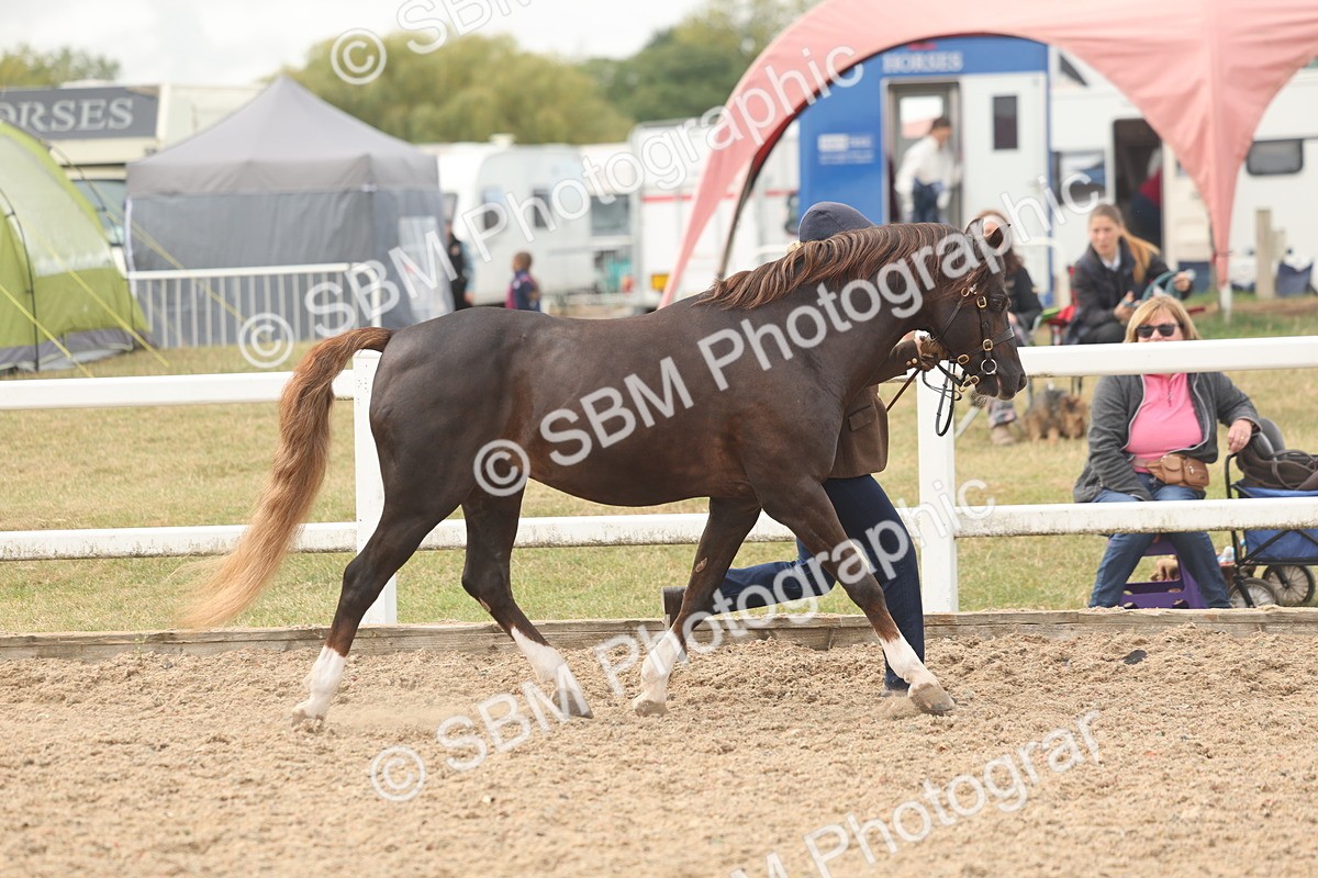 SBM_03200 - Class 16 - IH M&M Wildcard