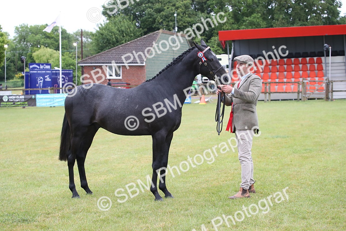 SBM_00223 - Class 17-20 - Arab & Part Bred - Anglo Arab In Hand
