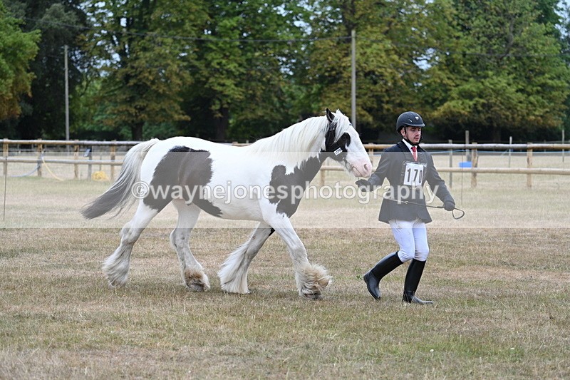 WJ7_9613 - Class 5 Most Handsome Gelding (up to 14.2hh)