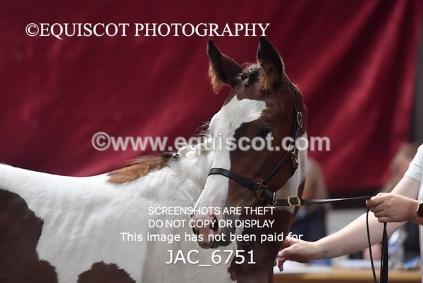 JAC_6751 - 15 Ziggy of Westoak