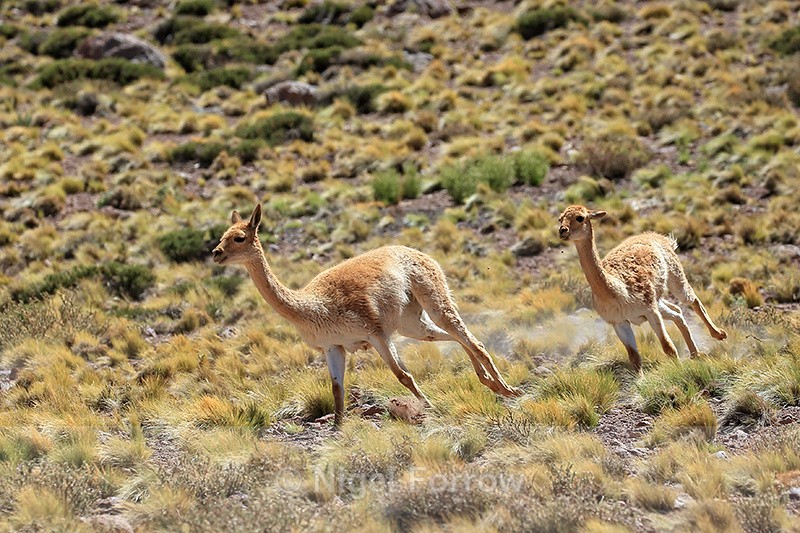 Vicunas running, near Salar de Talar, Atacama Desert, Chile - Vicuna