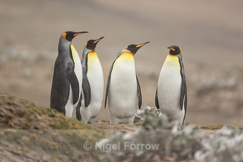 Four King Penguins, Saunders Island, Falklands - King Penguin