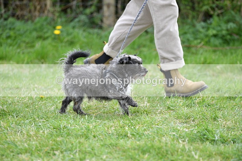 WJ5_9216 - Class 1 Best Cross Breed / Heniz 57