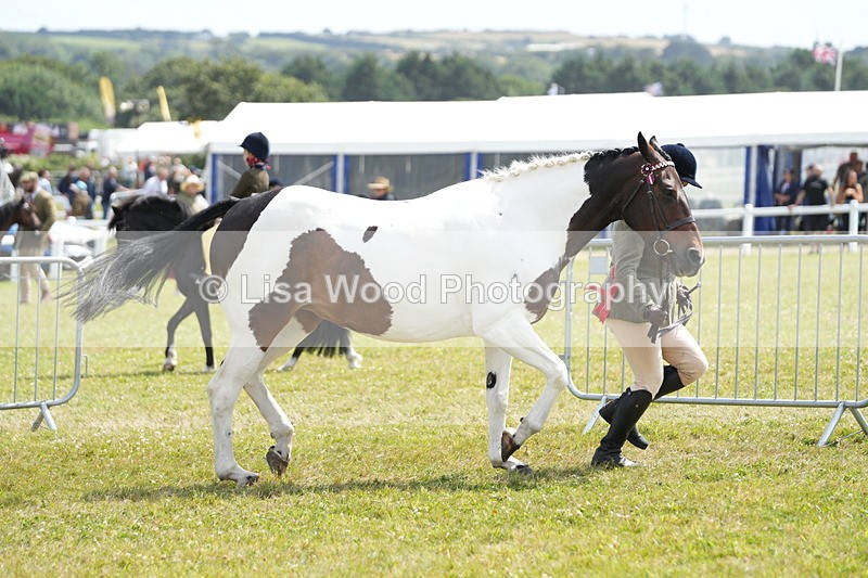 DSC07184 - Coloured Horse In Hand Championship