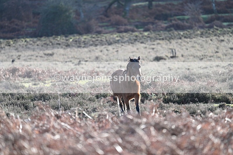 WJ7_7848 - Line 3 (no line 4 or 5)