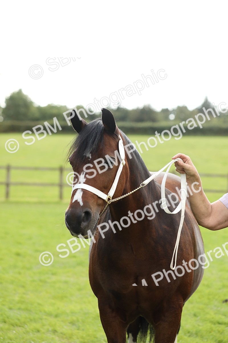 SBM_65531 - S47 - Mountain & Moorland In Hand Large Breeds