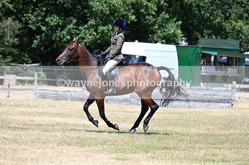 WJ7_3109 - Class 7 Riding Club Show Horse
