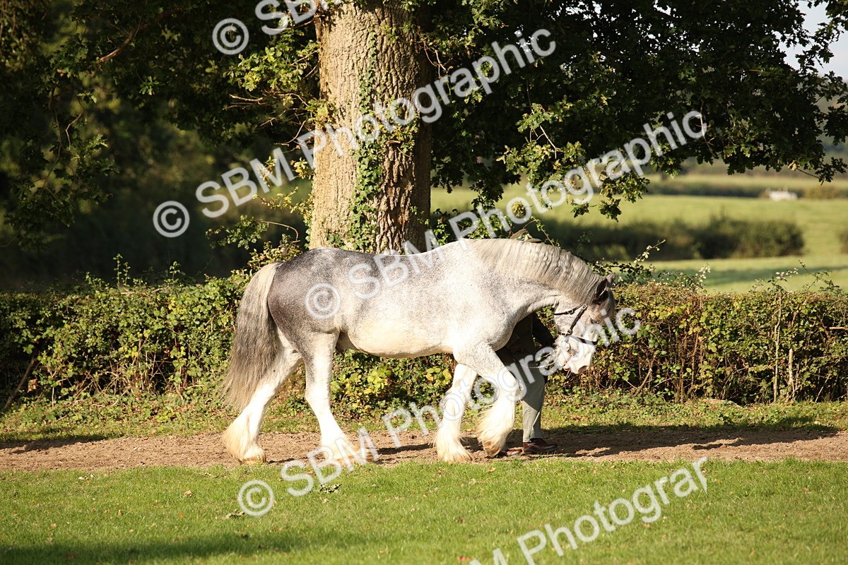 SBM_59333 - S52 - Other Coloured Horse In Hand