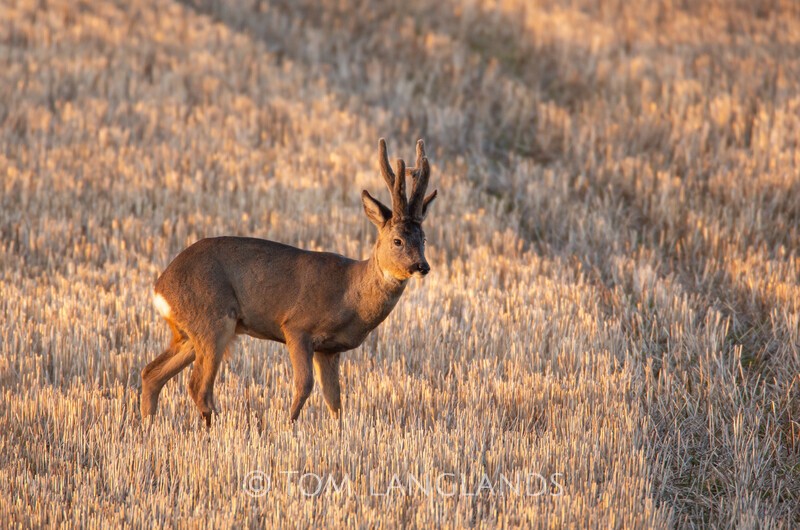 Roe Deer - Deer