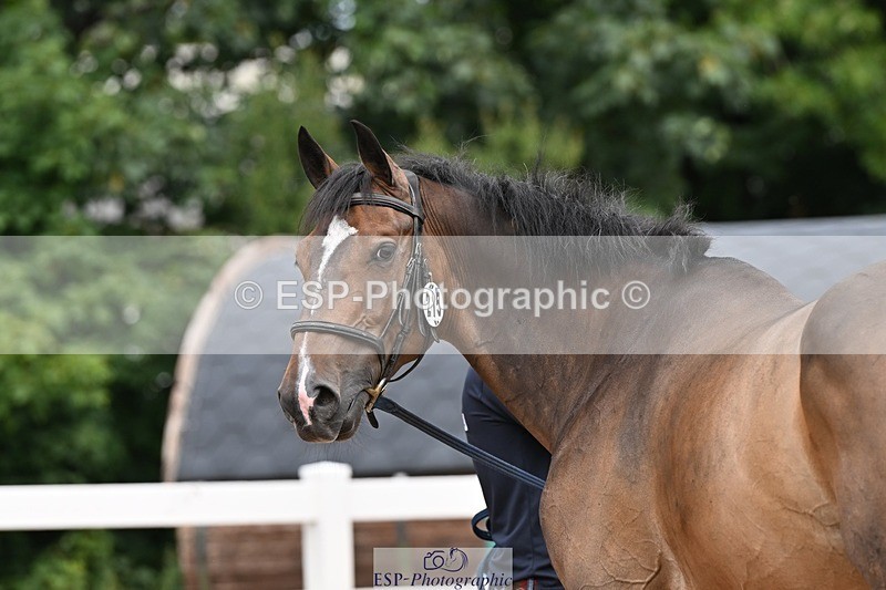 250716-144223-01327 - Trot Up 2.30 to 3.30