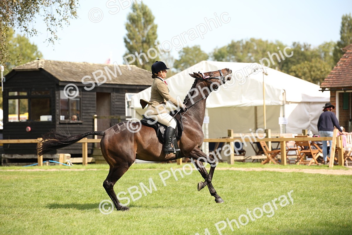 SBM_66009 - S64 - Riding Horse & Hack & Thoroughbred Ridden