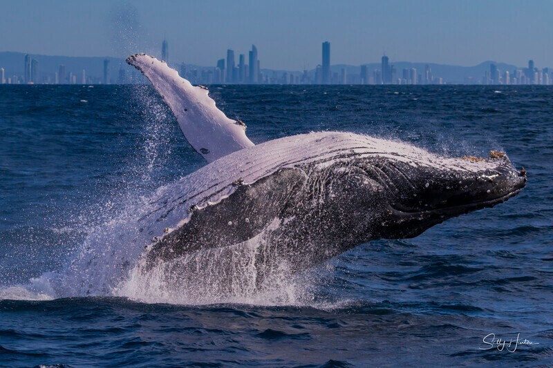 0A3A3949. Humpback Breach 20 - 2026 Whales