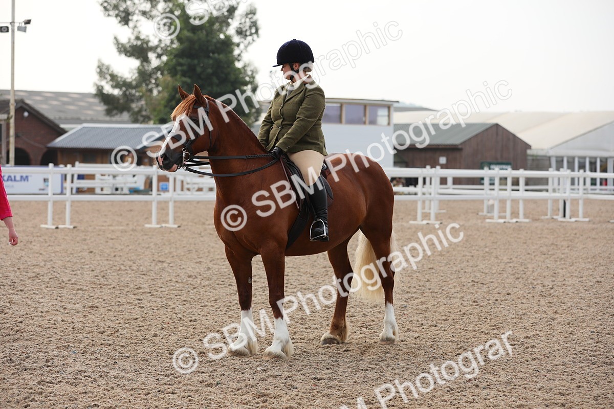 SBM_10061 - Class 302 Ridden M&M -Large Breeds