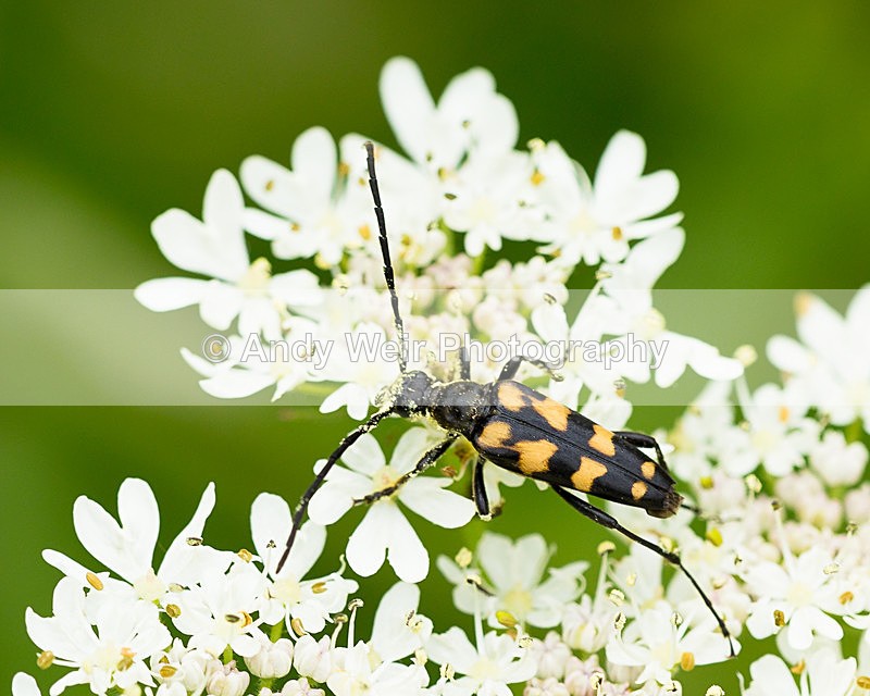 20150711-3K8A9032 - Insects