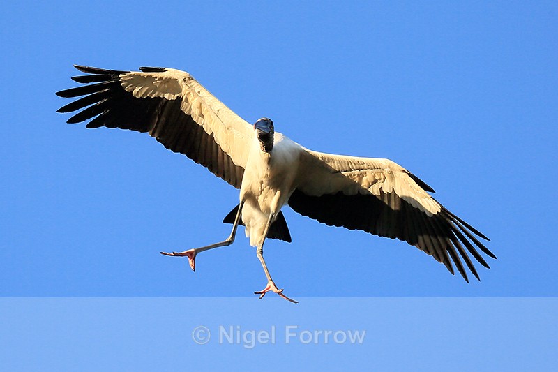 Wood Stork overhead, Wakodahatchee Wetlands, Florida - Wood Stork