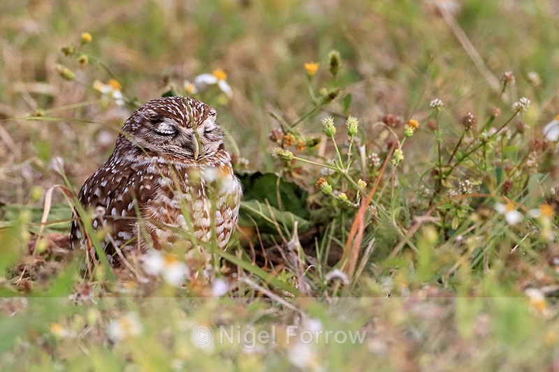 Burrowing Owl eyes closed, Cape Coral, Florida - Burrowing Owl