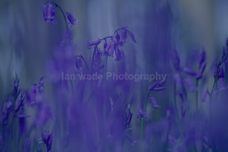  - Woodland scenes & flowers