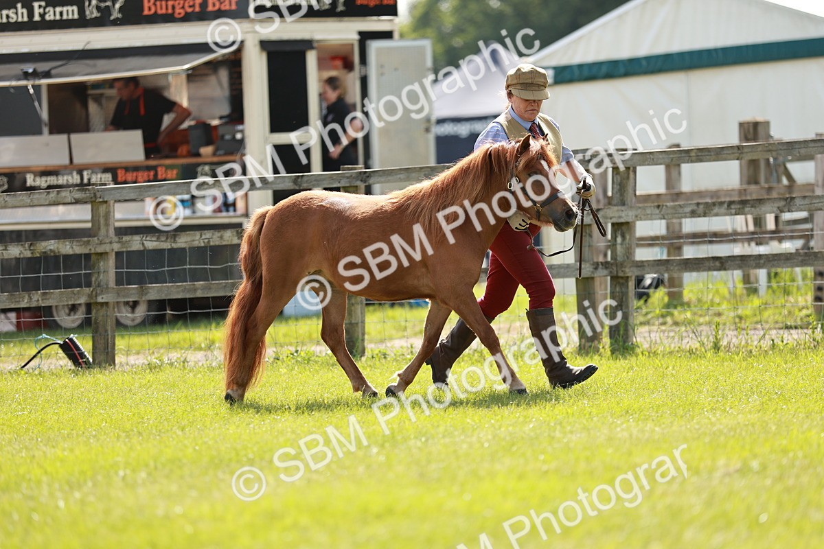 SBM_01740 - Class 14-23 - Mountain & Moorland In Hand Non Welsh