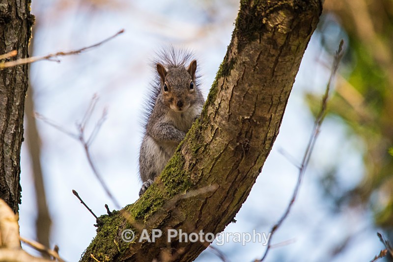 ACP_1046-1 - Squirrels