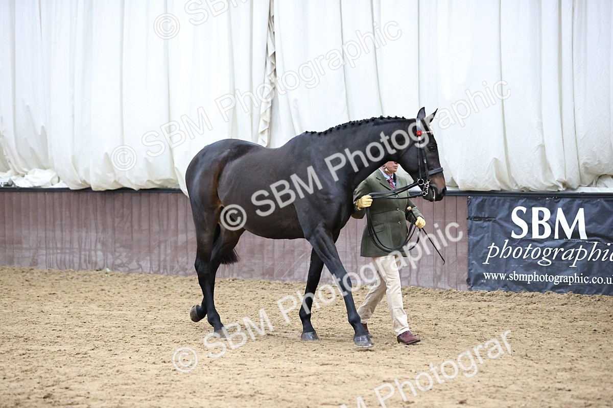SBM_5719 - Class 3 - BSHA In Hand Show Hunter