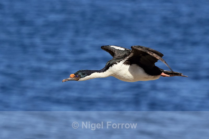 Imperial Shag (adult) in flight, Carcass Island, Falklands - Imperial Shag