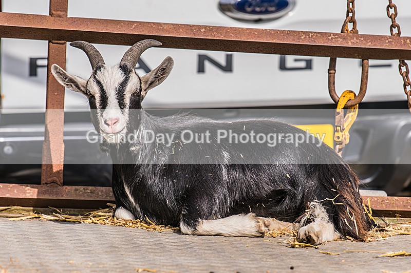 Sedbergh-901 - Sedbergh Hills Fell Race Sunday 18th August 2024