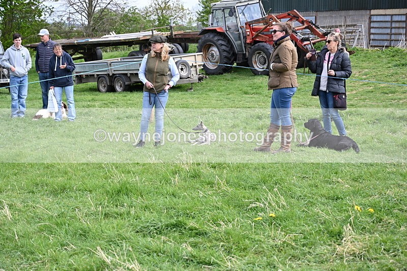 WJ6_8777 - Class 8 Best Working / Gun Dog or Bitch