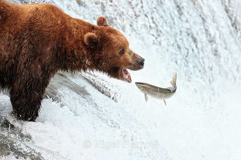 Brown Bear & leaping Sockeye Salmon at Brooks Falls, Katmai, Alaska - Brown Bear
