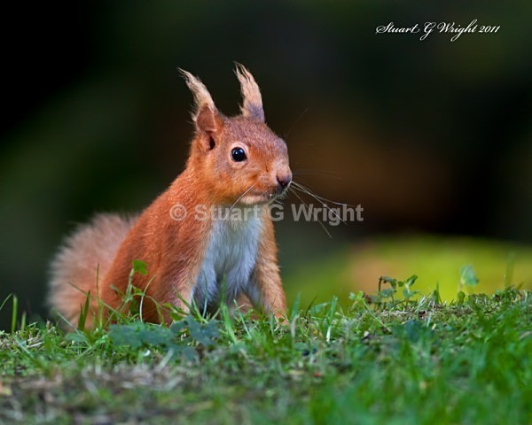 758 - Red Squirrels